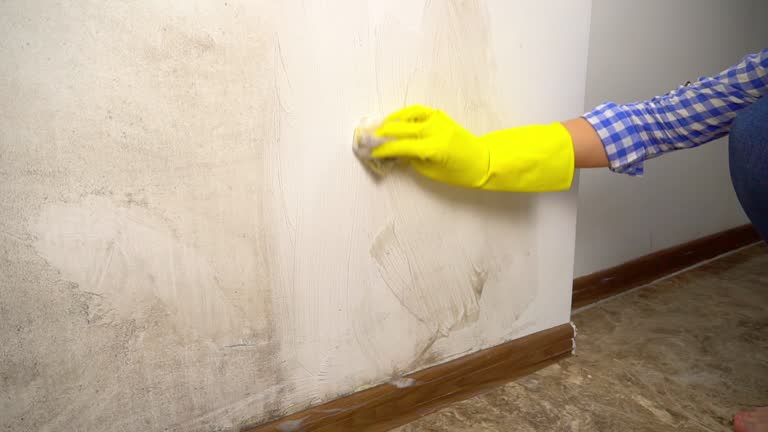 Maricopa, AZ Mold Removal Company